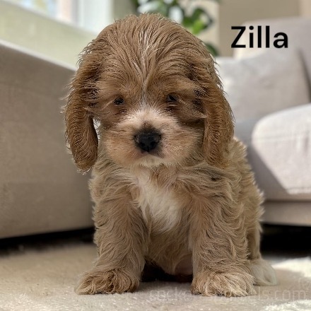 puppy, for, sale, Cocker Spaniel, Joe & Cherri  Overlease, dog, breeder, Miller, MO, dog-breeder, puppy-for-sale, forsale, nearby, find, puppyfind, locator, puppylocator, aca